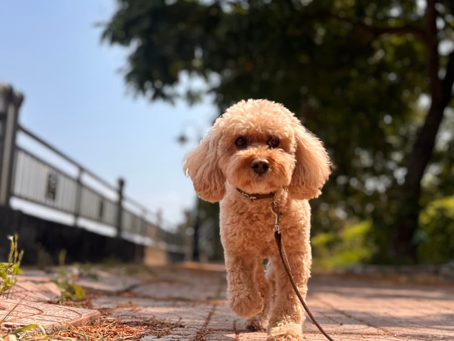 Tắm tại nhà