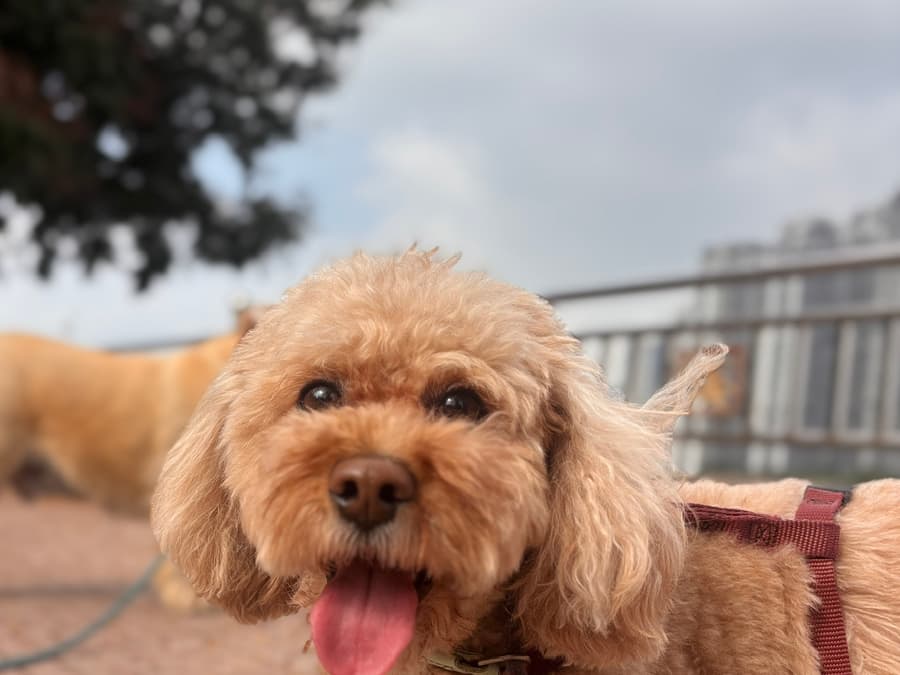 Trông thú cưng tại nhà
