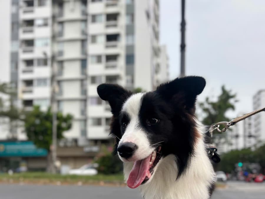 Huấn luyện chó