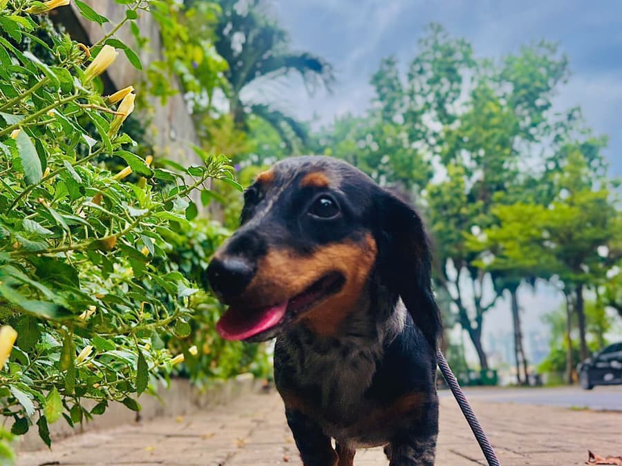 Dắt chó đi dạo