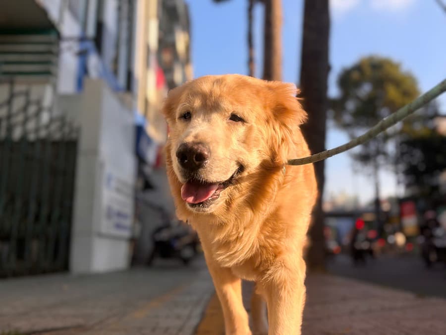 Dắt chó đi dạo