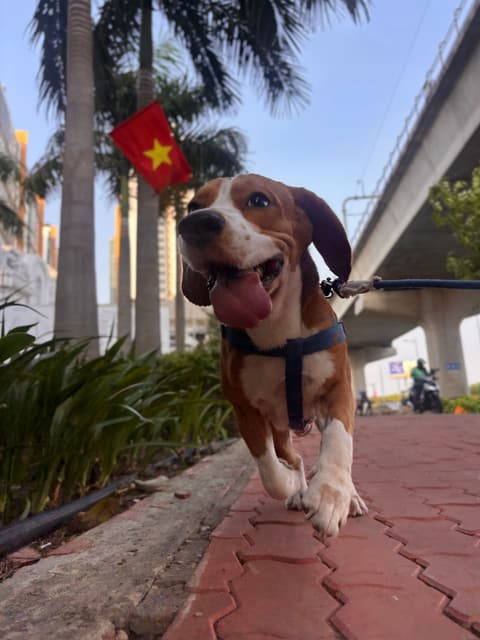 Beagle