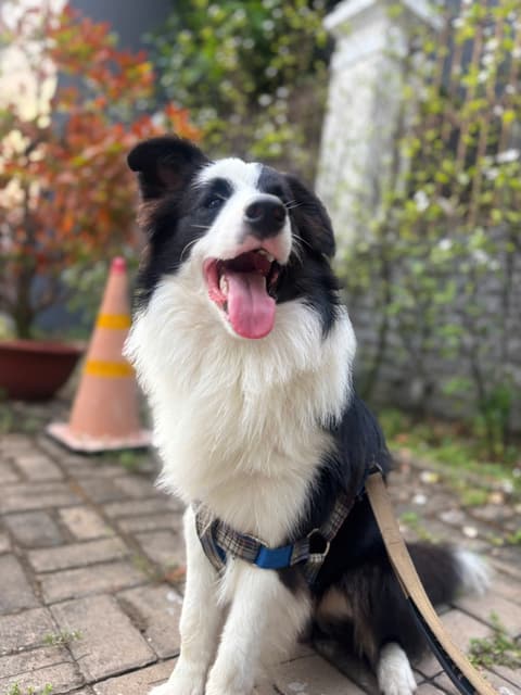 Border Collie