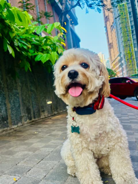 Cavapoo