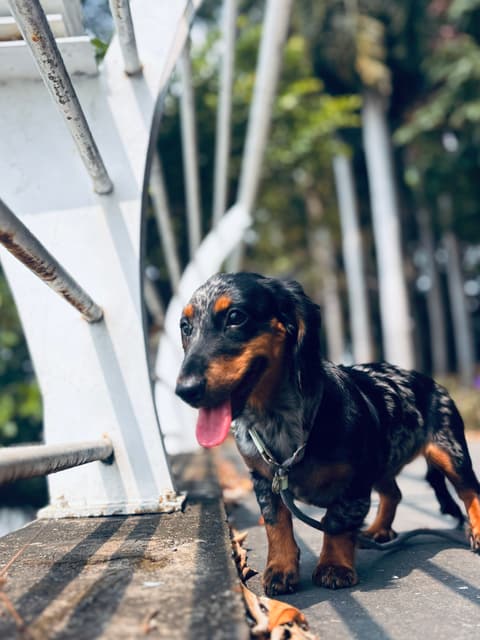Dachshund