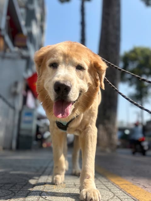 Golden Retriever