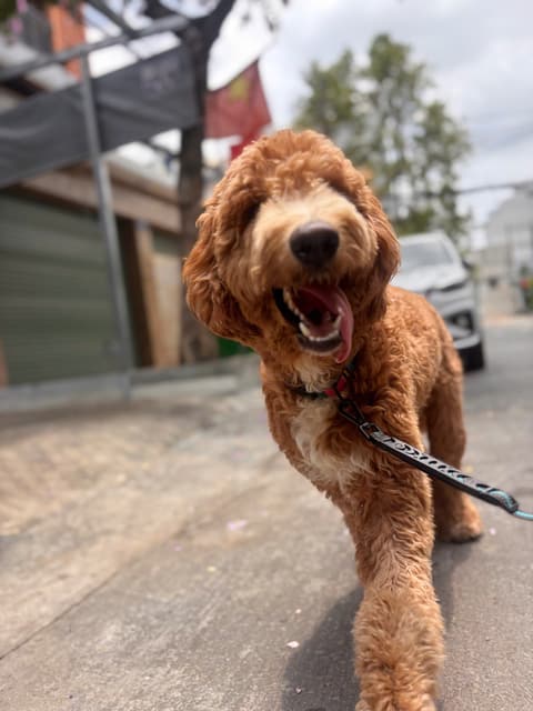 Goldendoodle