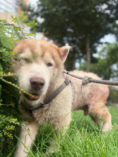 Alaskan Malamute
