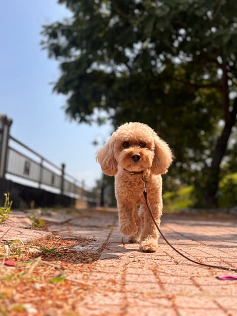 Poodle