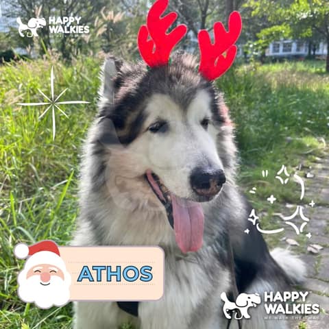 Happy Walkies 4