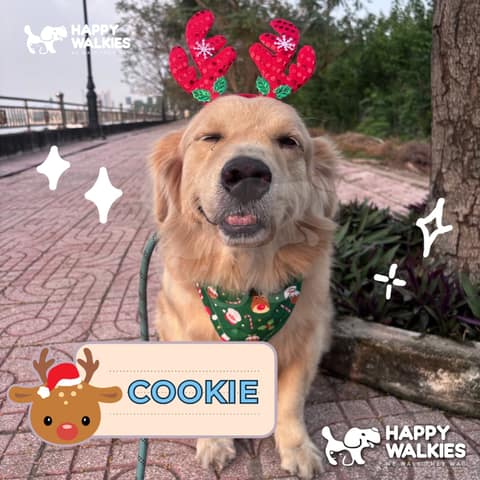 Happy Walkies 5
