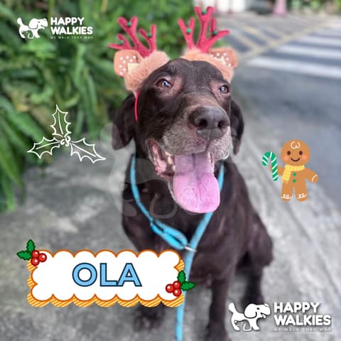 Happy Walkies 6