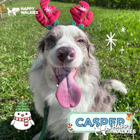 Happy Walkies 7