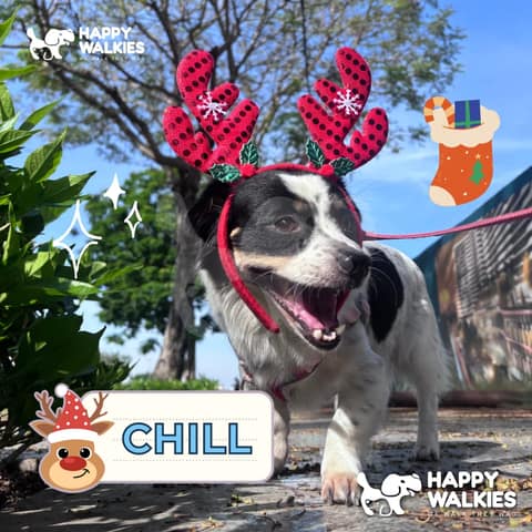 Happy Walkies 8
