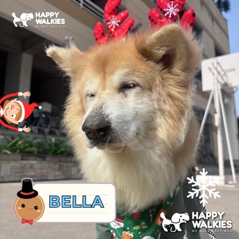 Happy Walkies 10