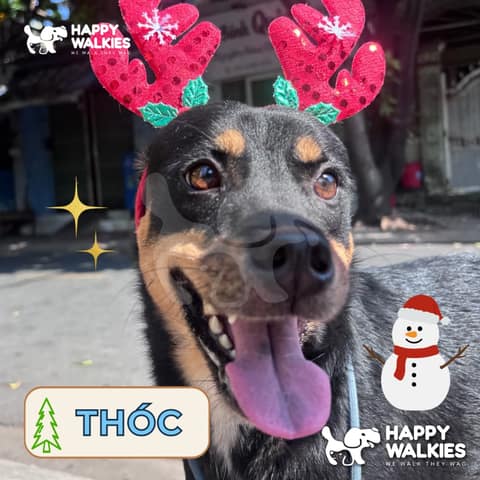 Happy Walkies 11