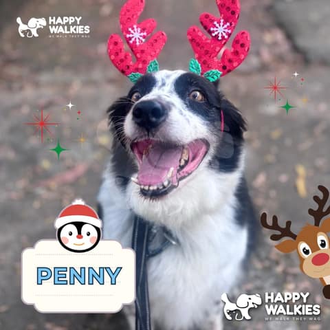 Happy Walkies 12