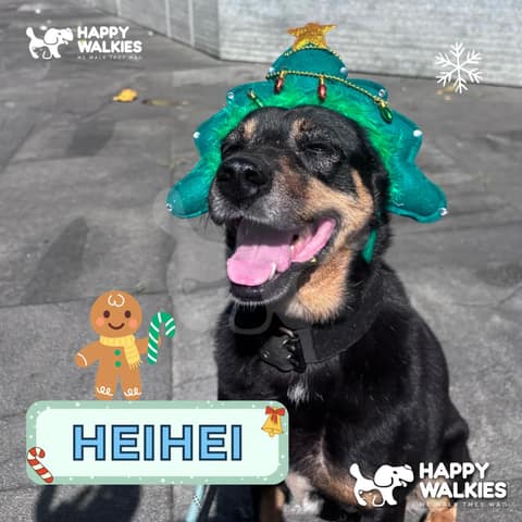 Happy Walkies 14