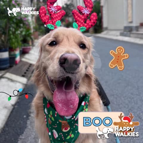 Happy Walkies 15