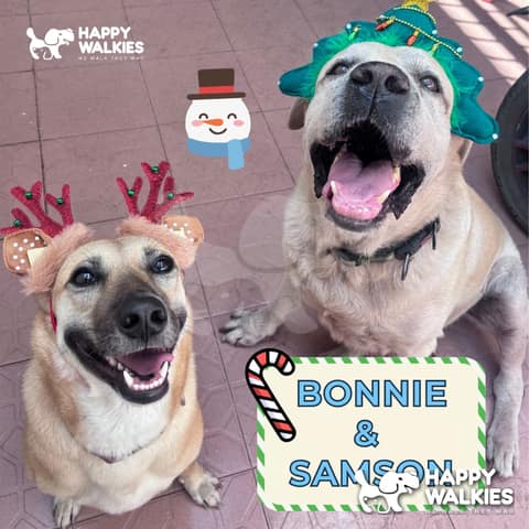 Happy Walkies 17