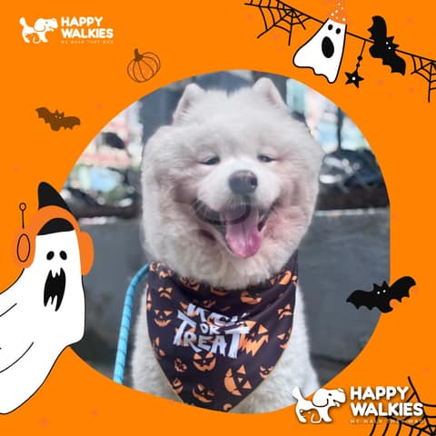Happy Walkies 26