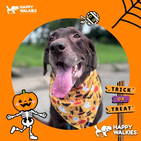 Happy Walkies 27