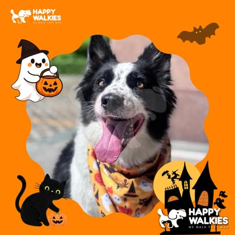 Happy Walkies 28