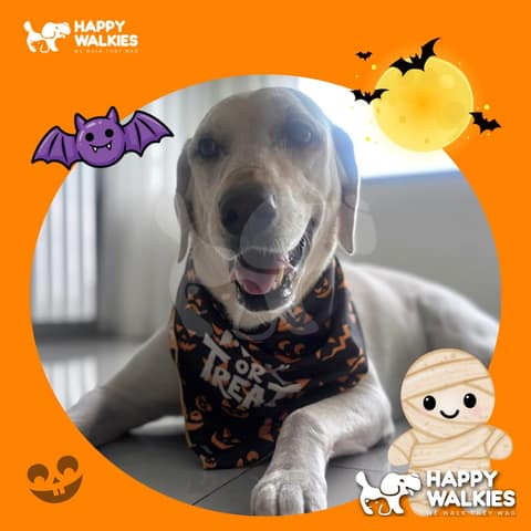 Happy Walkies 29