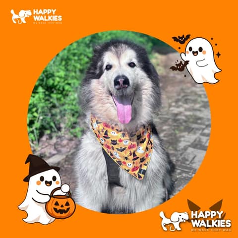 Happy Walkies 30