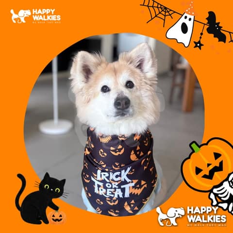 Happy Walkies 31