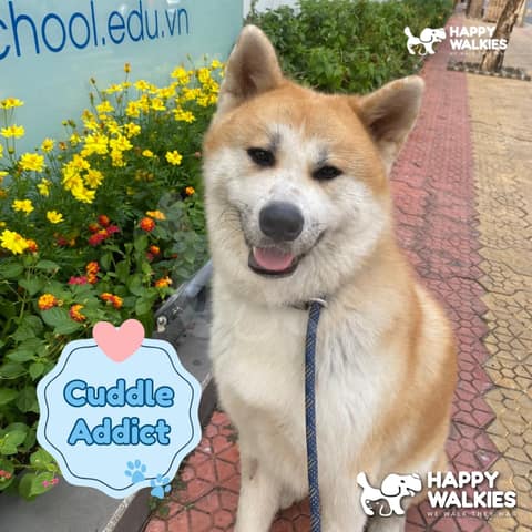 Happy Walkies