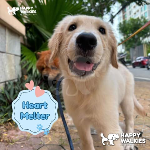 Happy Walkies 37