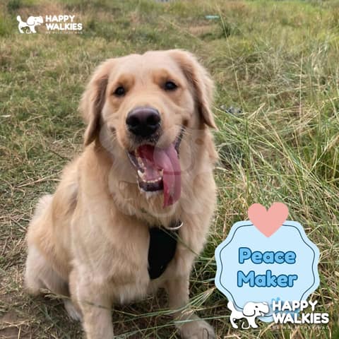 Happy Walkies 38