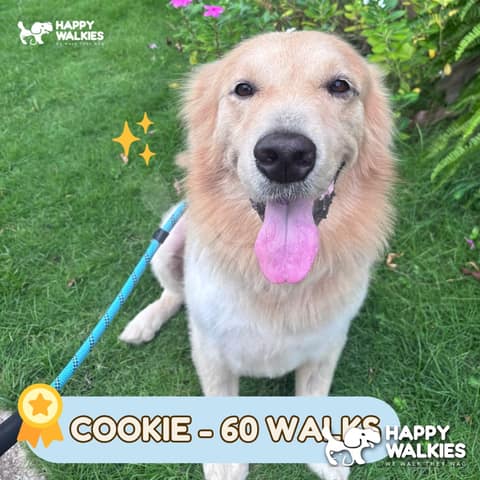 Happy Walkies 41