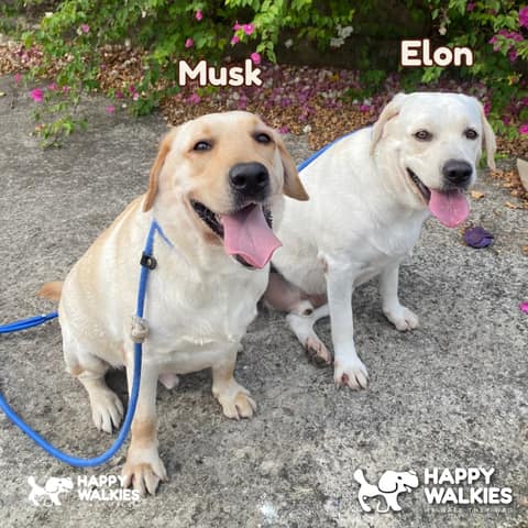 Happy Walkies 42