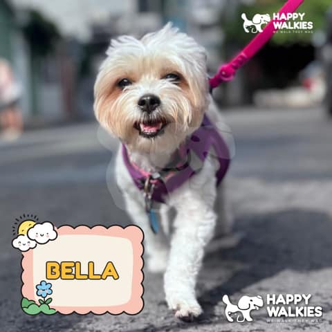 Happy Walkies 45