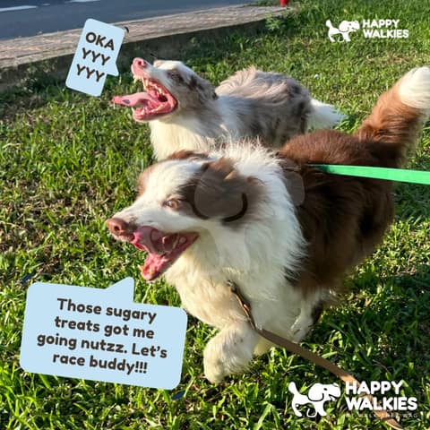 Happy Walkies 46