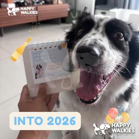 Happy Walkies 22