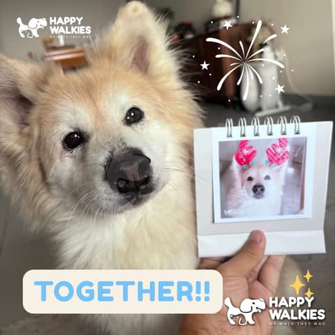 Happy Walkies 23
